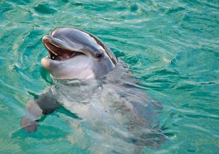 Карадагский дельфинарий