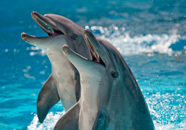 Коктебельский дельфинарий